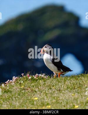 Ein bunter Papageientaucher thront auf einer üppig grünen Klippe in Island, umgeben von Wildblumen und mit Blick auf das glitzernde Meer. Das helle Sonnenlicht verleiht den Vögeln lebendige Federn. Stockfoto