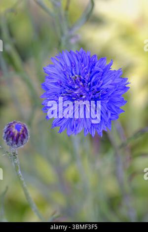 Lebendig blaue einzelne Kornblume, gefangen in Nahaufnahme vor einem unscharfen natürlichen Hintergrund, strahlt Ruhe aus. Stockfoto