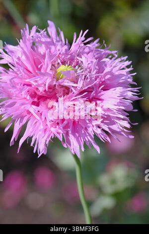 Leuchtender rosa Rüschenmohn (flämische Antike) in voller Blüte, der die Sommersonne in einem Hüttengarten fängt. Stockfoto