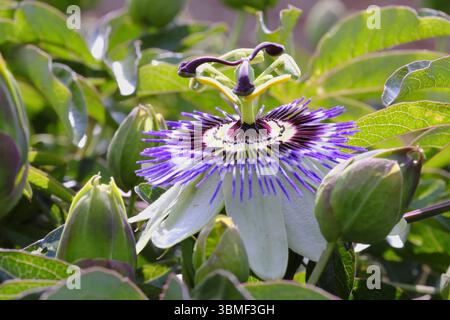 Nahaufnahme blühender Passionsblumen (Passiflora caerulea) mit markanten violetten und weißen Blüten, umgeben von glänzend grünem Laub und ungeöffneten Knospen Stockfoto