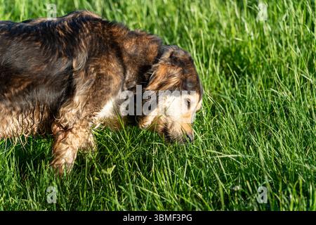 Kammlach, Bayern, Deutschland - 24. Juni 2025: Ein Hund mit braunem Fellschnüffeln konzentriert im frischen Gras einer grünen Wiese bei Sonnenschein *** ein Hund mit braunem Fell schnüffelt konzentriert im frischen Gras einer grünen Wiese bei Sonnenschein Stockfoto