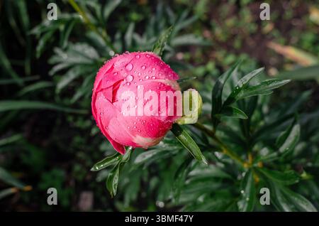 Nahaufnahme der ungeöffneten hellrosa Pfingstrose mit Regentropfen auf einem Busch mit grünen Blättern. Inspirierendes Foto Stockfoto