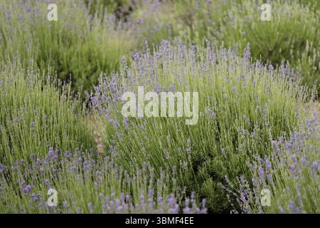 Lavendel ist eine duftende Pflanze im Garten. Lavendel ( Lateinisch: Lavandula. Stockfoto