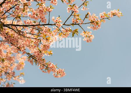 Nahaufnahme des Zweiges von Prunus serrulata 'Kanzan' mit rosa Kirschblüten. Der beliebteste japanische blühende Baum am Himmel. Stockfoto