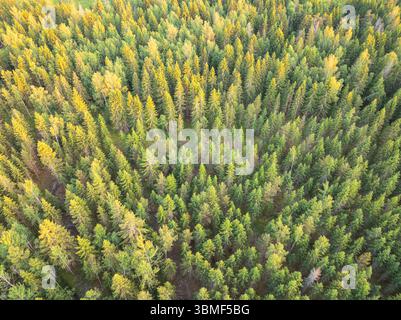 Luftaufnahme eines dichten Nadelwaldes in Estland während der goldenen Stunde. Blick von oben auf die Baumkronen aus Fichten und Kiefern, beleuchtet durch das warme Licht von Stockfoto