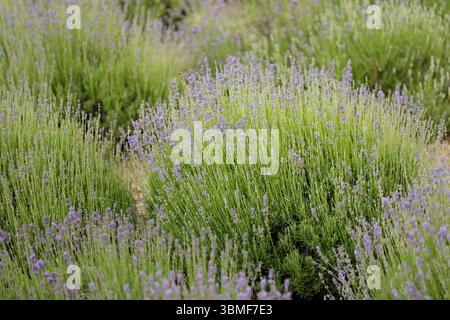 Lavendel ist eine duftende Pflanze im Garten. Lavendel, Lateinisch - Lavandula. Stockfoto