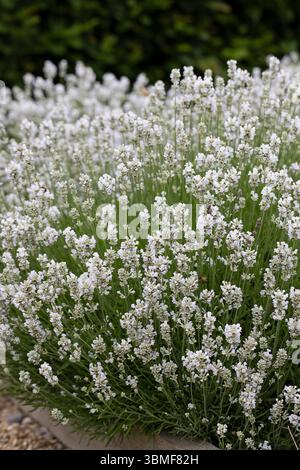 Nahaufnahme des arktischen Schneelauners, der in einem Garten in Wiltshire, England, Großbritannien, blüht Stockfoto