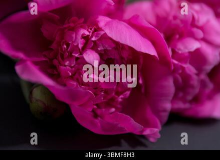 Nahaufnahme der leuchtenden rosa Pfingstrosenblüten Stockfoto