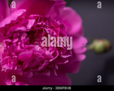 Nahaufnahme der leuchtenden rosa Pfingstrosenblüten Stockfoto