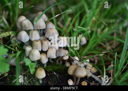 Ansammlung von Elfenpilzen (Coprinellus disseminatus), die dicht auf einer grünen Wiese wachsen. Nahaufnahme der empfindlichen Pilzgruppe. Natürlicher Wald Stockfoto
