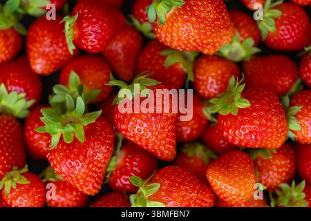 Frische reife Erdbeeren mit grünen Blättern in der Nähe in hellem natürlichem Sonnenlicht. Lebhafte Fruchttexturen und saisonale Bauernhöfe sorgen für Ästhetik Stockfoto