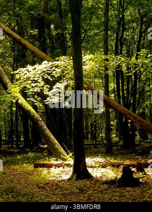 Helles Sonnenlicht scheint durch die üppigen Bäume in der ruhigen Waldlandschaft und schafft eine wunderschöne natürliche Darstellung Stockfoto