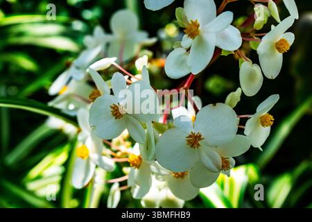 Eine Gruppe von zarten Begonia odorata-Blüten mit weißen Blüten und gelben Blüten zentriert auf rosafarbenen Stielen. Fotografiert in Madeira, Portugal. Stockfoto