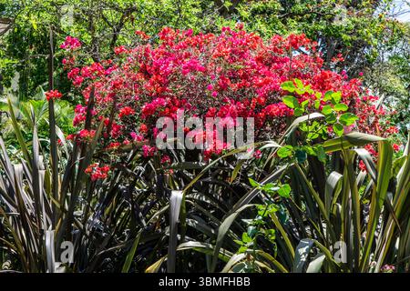 Leuchtende Bougainvillea glabra in voller Blüte mit Magenta und roten Deckblättern über dunklen, spitzen Phormium-Blättern. Fotografiert in Madeira, Portugal. Stockfoto