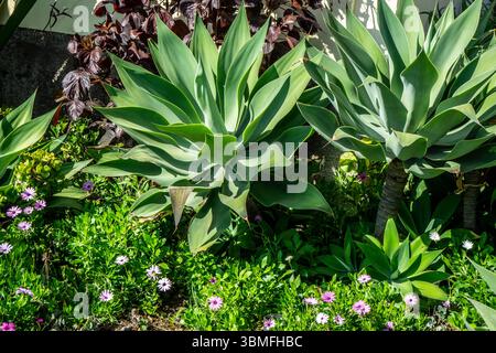 Rosetten von Agave attenuata mit glatten, blassgrünen Blättern, umgeben von blühenden Bodenpflanzen. Fotografiert in Madeira, Portugal. Stockfoto