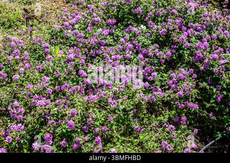 Dichte Matte der blühenden Lantana montevidensis mit purpurnen Blüten, die sich über den Boden verteilen. Fotografiert in Madeira, Portugal. Stockfoto