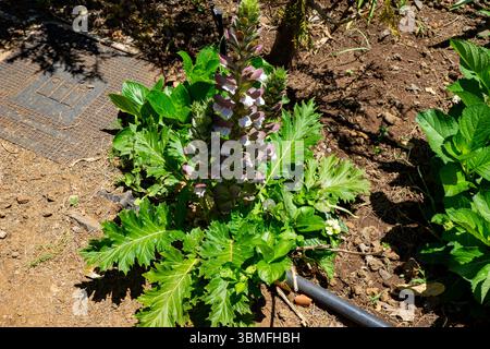 Hoher blühender Acanthus mollis mit violetten und weißen Deckblättern, die aus üppigen, glänzenden Blättern ragen. Fotografiert in Madeira, Portugal. Stockfoto