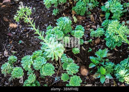 Gruppe grüner Aeonium haworthii-Rosetten mit blühenden Stielen, die aus reichem Boden hervorgehen. Fotografiert in Madeira, Portugal. Stockfoto