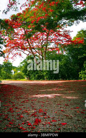 Vertikale Ansicht der Straße mit gefallenen roten Blütenblättern in Ratchaburi, Thailand. Gesäumt von grünen Blättern und rot blühenden Bäumen unter tropischem Licht. Stockfoto