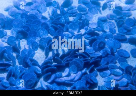 Eine Gruppe von Discosoma-Pilzkorallen, auch bekannt als Scheibenanemonen, im blauen Wasser. Stockfoto