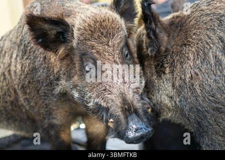 Nahaufnahme eines gefüllten Wildschweins drinnen Stockfoto