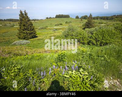 Fantastisches Frühlingspanorama des Vitosha-Berges, Bulgarien Stockfoto