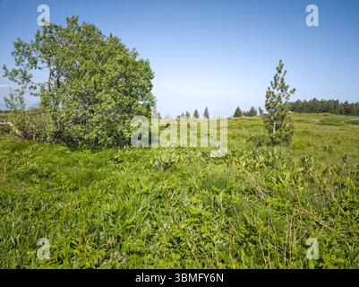 Fantastisches Frühlingspanorama des Vitosha-Berges, Bulgarien Stockfoto