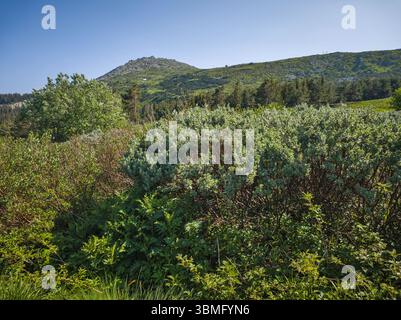 Fantastisches Frühlingspanorama des Vitosha-Berges, Bulgarien Stockfoto