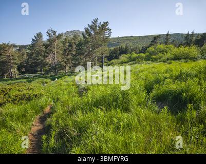 Fantastisches Frühlingspanorama des Vitosha-Berges, Bulgarien Stockfoto