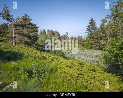 Fantastisches Frühlingspanorama des Vitosha-Berges, Bulgarien Stockfoto