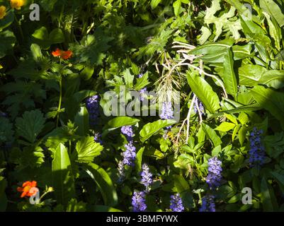 Fantastisches Frühlingspanorama des Vitosha-Berges, Bulgarien Stockfoto