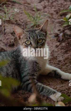 Close-up-Porträt der Katze, die sich im Freien erholt Stockfoto