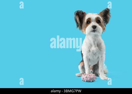 Niedlicher Biewer Terrier Hund mit Spielzeug auf blauem Hintergrund Stockfoto