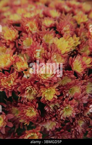 Blühende Chrysanthemen, sehr schöne Nahaufnahme Stockfoto