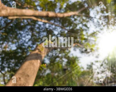 Unschärfe und Bokeh-Aufnahmen in einem Wald oder Garten mit Morgensonne. Stockfoto