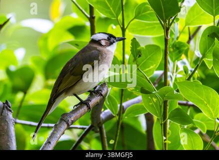 Ein leicht belüfteter Bulbul (Pycnonotus sinensis), der auf einem Ast im Wald thront. Provinz Jiangsu, China. Stockfoto