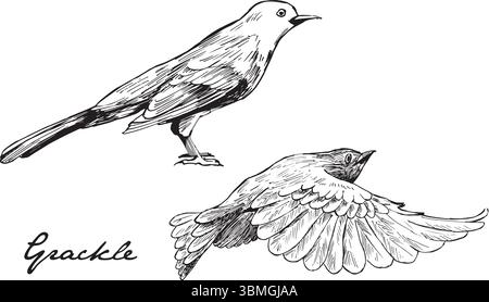 Grackle Vogel fliegen und sitzen Tusche Illustrationen. Ikterid Vogel häufig in Nordamerika Vektorzeichnungen Satz. Einfache strukturierte Skizzen von Wildtieren. Stock Vektor