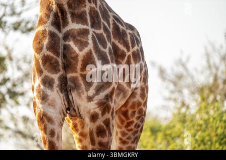 Kapgiraffe (Giraffa giraffa giraffa), die junge Blätter eines Akazienbaums isst, Details des Körpers mit Pelzmuster, Kruger-Nationalpark, Südafrika Stockfoto