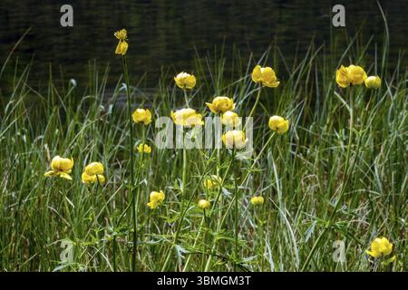 Europäische Trollblume (Trollius europaeus), Oberstdorf, Oberallgaeu, Allgaeu, Bayern, Deutschland, Europa Stockfoto