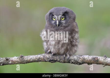 Großhorneule (Aegolius funereus), Jungvogel auf einem Ast sitzend, Rothaargebirge, Rothaarsteig, Nordrhein-Westfalen, Deutschland, Europa Stockfoto