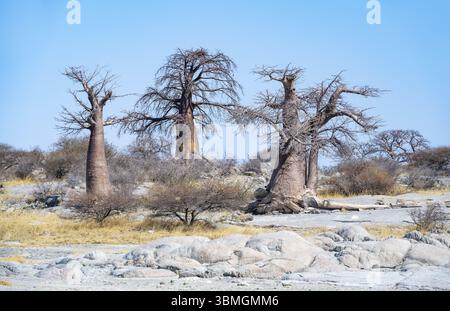 Afrikanischer Baobab oder Baobab-Baum (Adansonia digitata), mehrere Bäume, Kubu Island (Lekubu), Sowa Pfanne, Makgadikgadi Salinen, Botswana, Afrika Stockfoto