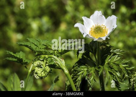 Pulsatilla alpina, auch bekannt als Alpenanemone, Oberstdorf, Oberallgaeu, Allgaeu, Bayern, Deutschland, Europa Stockfoto