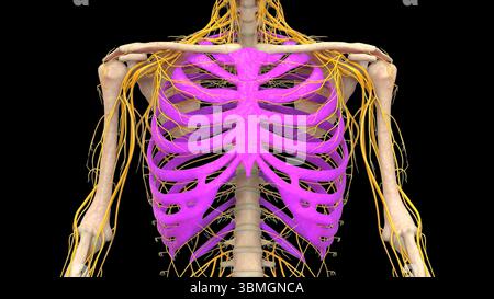 Human Skeleton System Rib Cage Bone Joints Anatomy Stockfoto