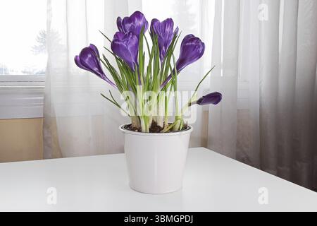 Violetter Krokus blüht auf einem Tisch neben einem Fenster Stockfoto