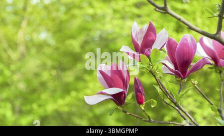 Geöffnete Blume lila Magnolie, die auf einem Baum zwischen Ästen wächst. Aus nächster Nähe auf verschwommenem Hintergrund am sonnigen Frühlingstag. Frühling, Jahreszeiten, Zeit von euch Stockfoto