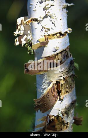 Die abblätternde Rinde eines Birkenstammes mit grünem Hintergrund Stockfoto