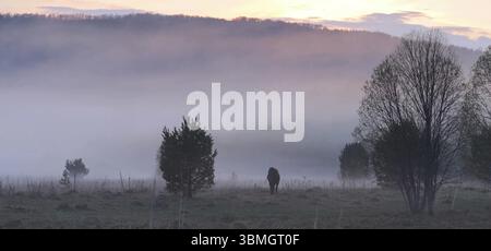 Das Pferd weidet auf einer Lichtung. Nebel auf der Wiese, wo das Pferd weidet Stockfoto