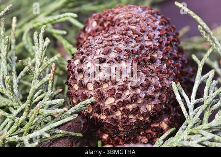 Eine Galle von Wacholder Hawthorn Rust auf einem Zweig von Wacholder Stockfoto