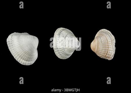 Kleine Schalen in verschiedenen Formen beige Töne auf einem schwarzen isolierten Hintergrund Stockfoto