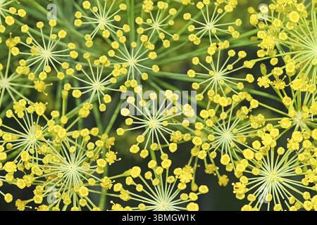 Öffnen dill Unkraut, Blumen, wie Feuerwerk Stockfoto